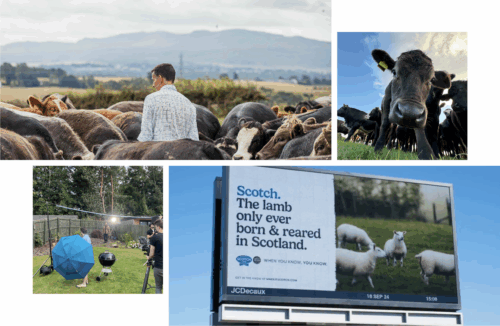 Campaign material for Quality Meat Scotland including photography of cows
