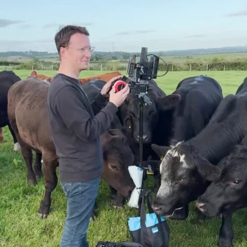 A man shooting video in a field of cows